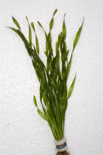 Vallisneria asiatica - Asiatische Wasserschraube im bündel